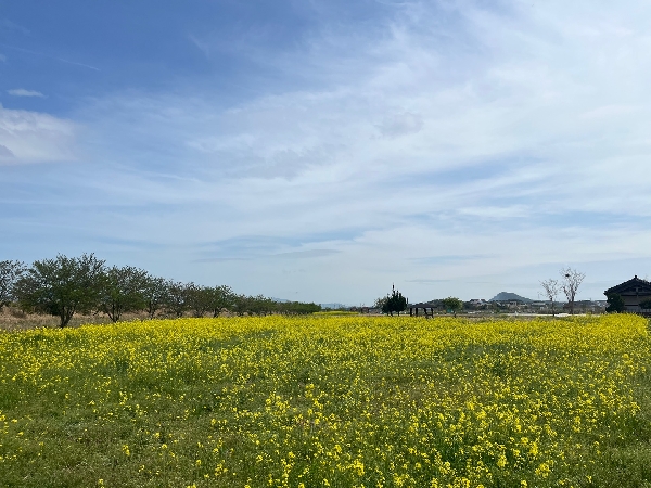 농업테마공원 경관작물원 - 유채꽃 만개 소식 대표이미지
